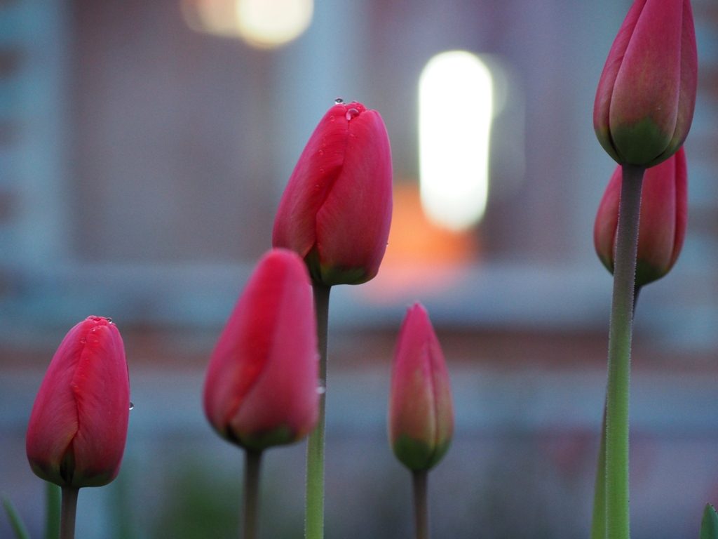 красные тюльпаны с каплями росы